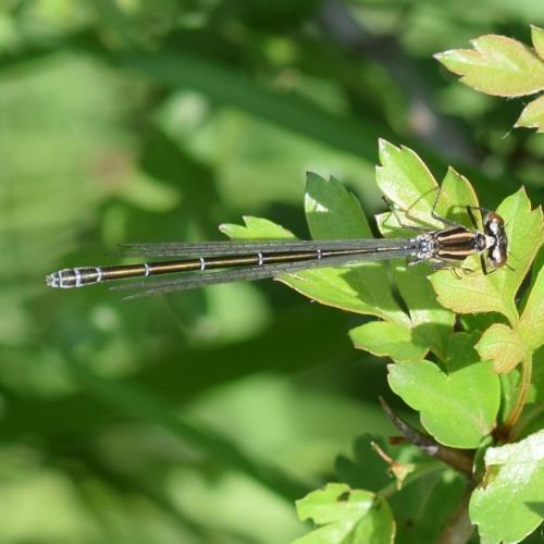 Réf. 311 956 : Coenagrion puella